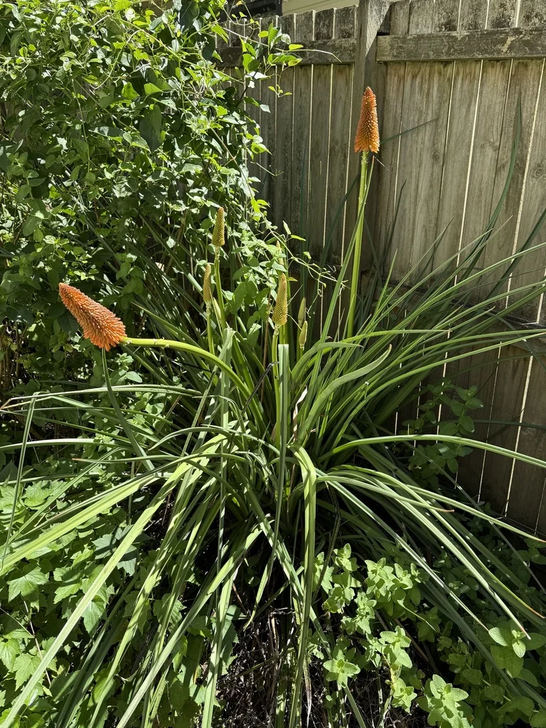 Kniphofia Uvaria