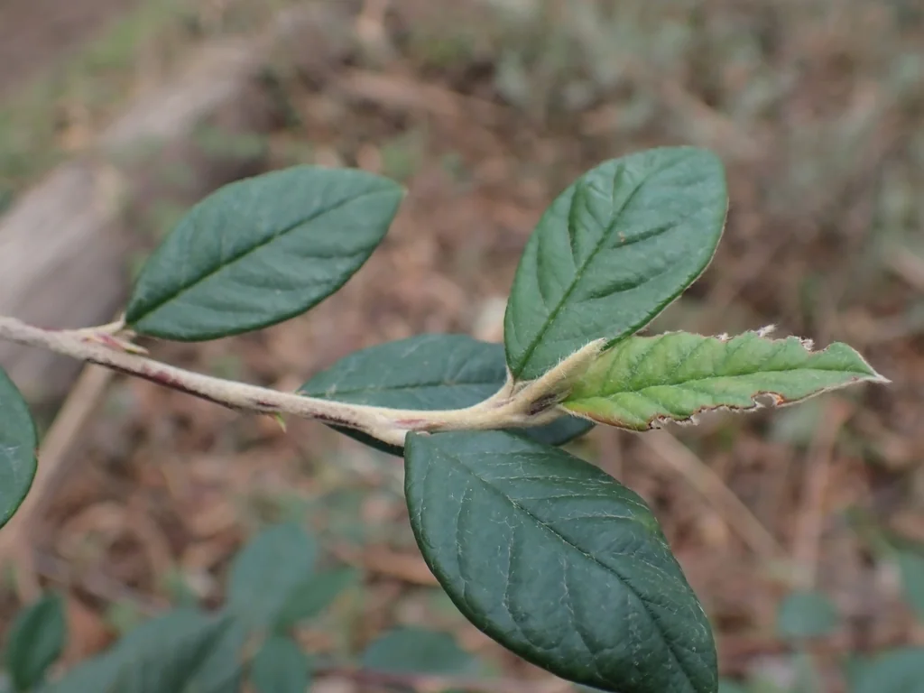 Cotoneaster Franchetii