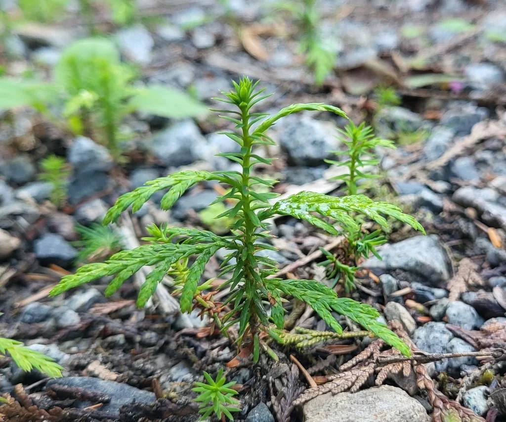 Callitropsis Nootkatensis