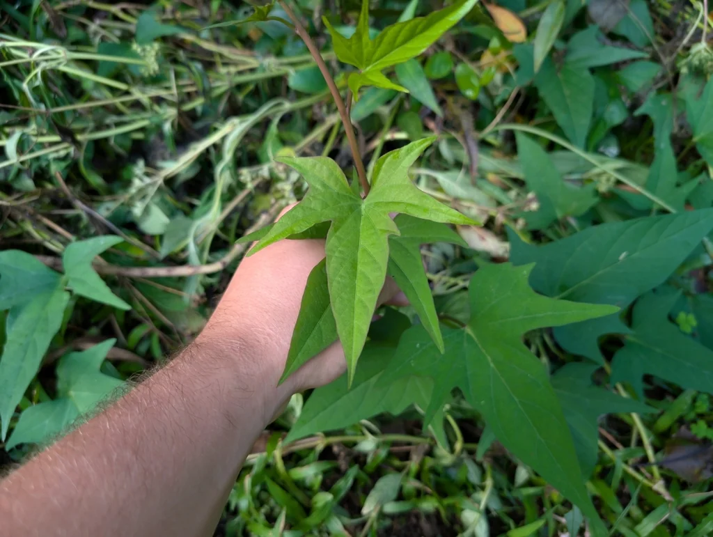 Ipomoea batatas