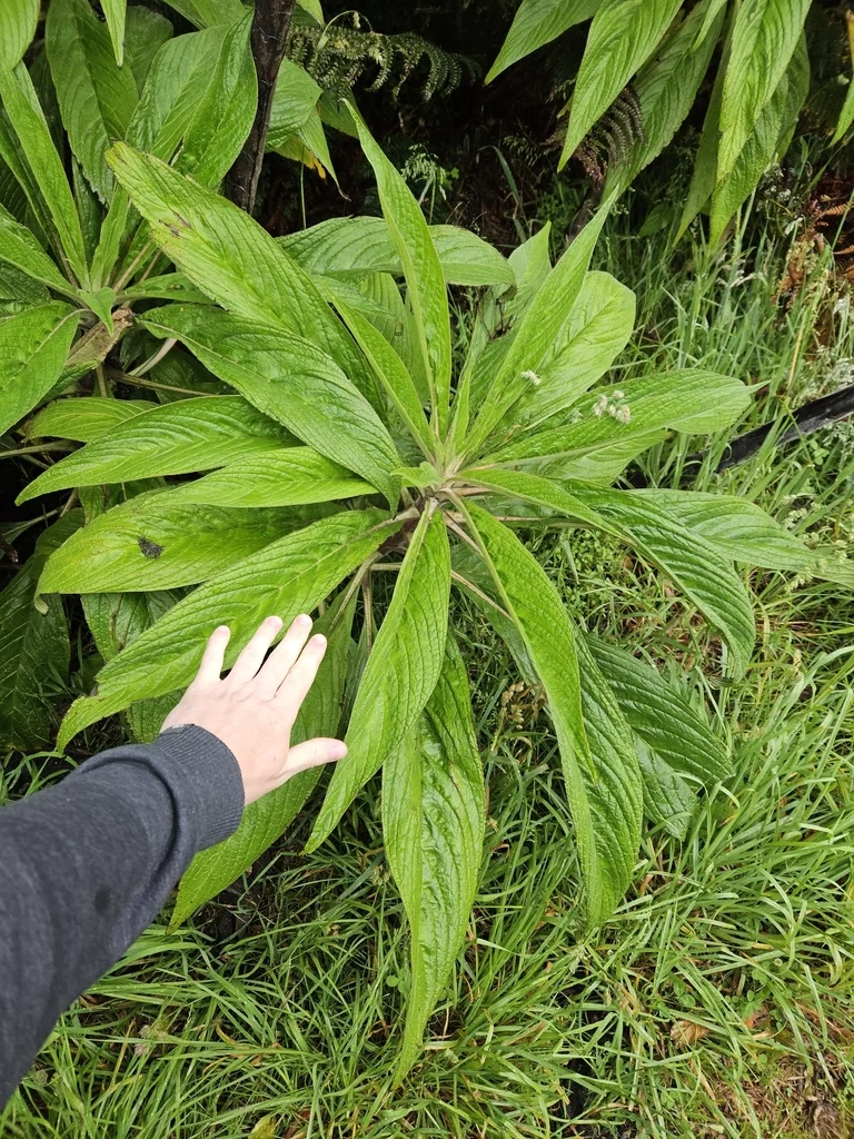 Echium Pininana