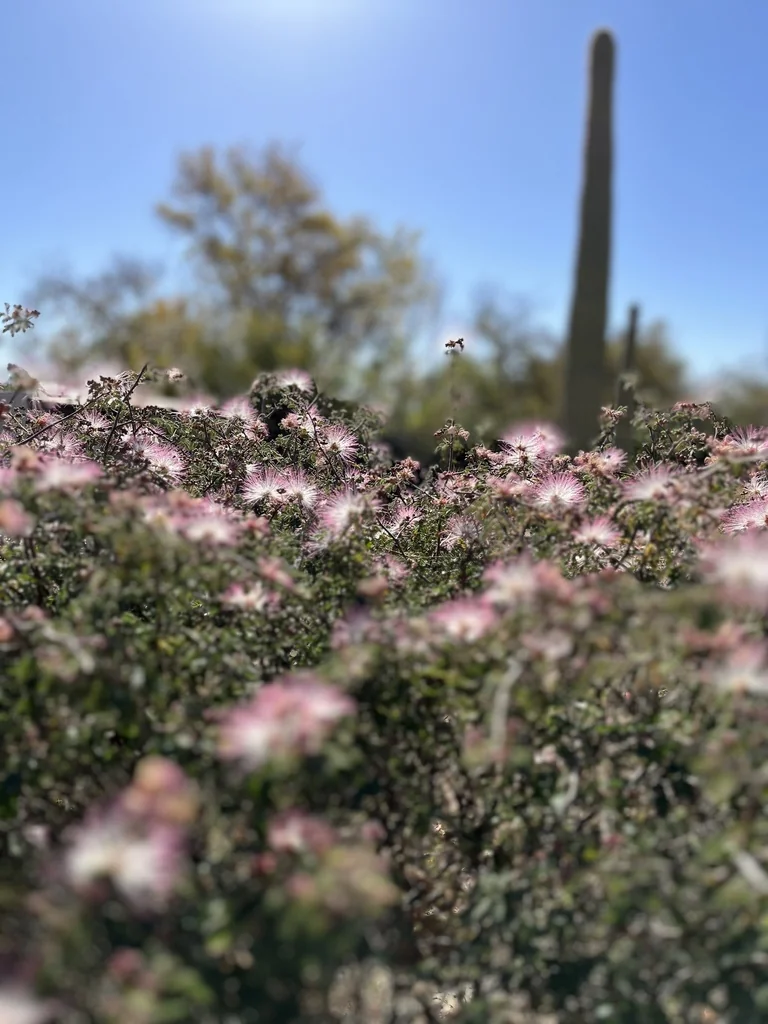 Calliandra Eriophylla