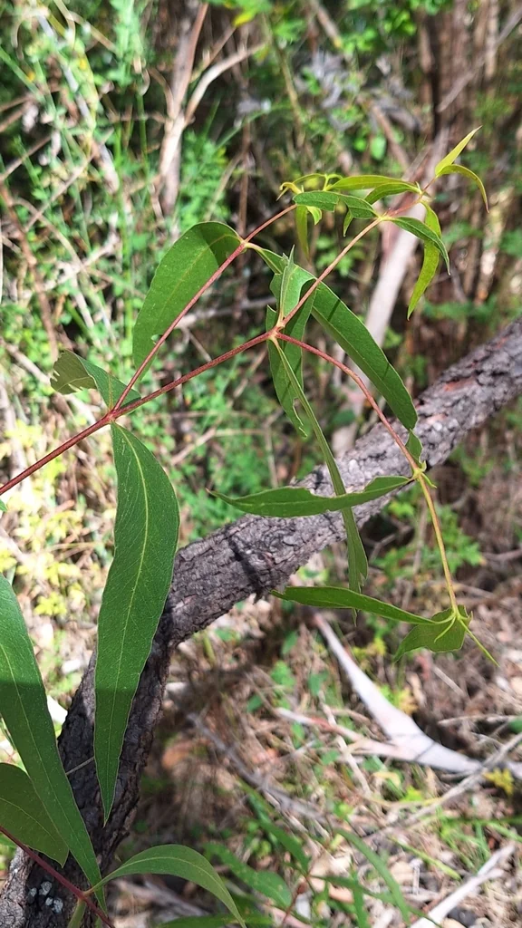 Eucalyptus Viminalis