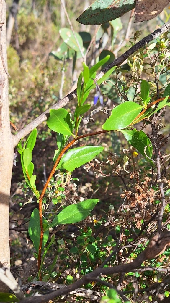 Sollya Heterophylla