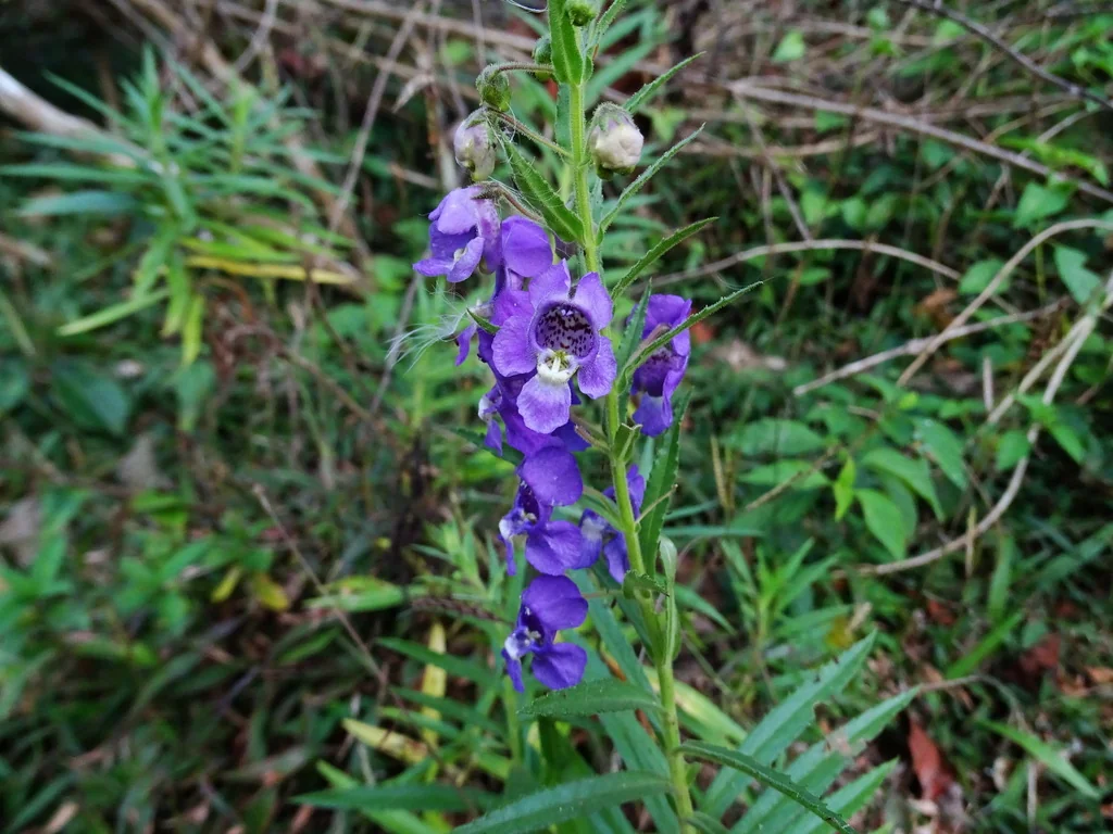Angelonia angustifolia