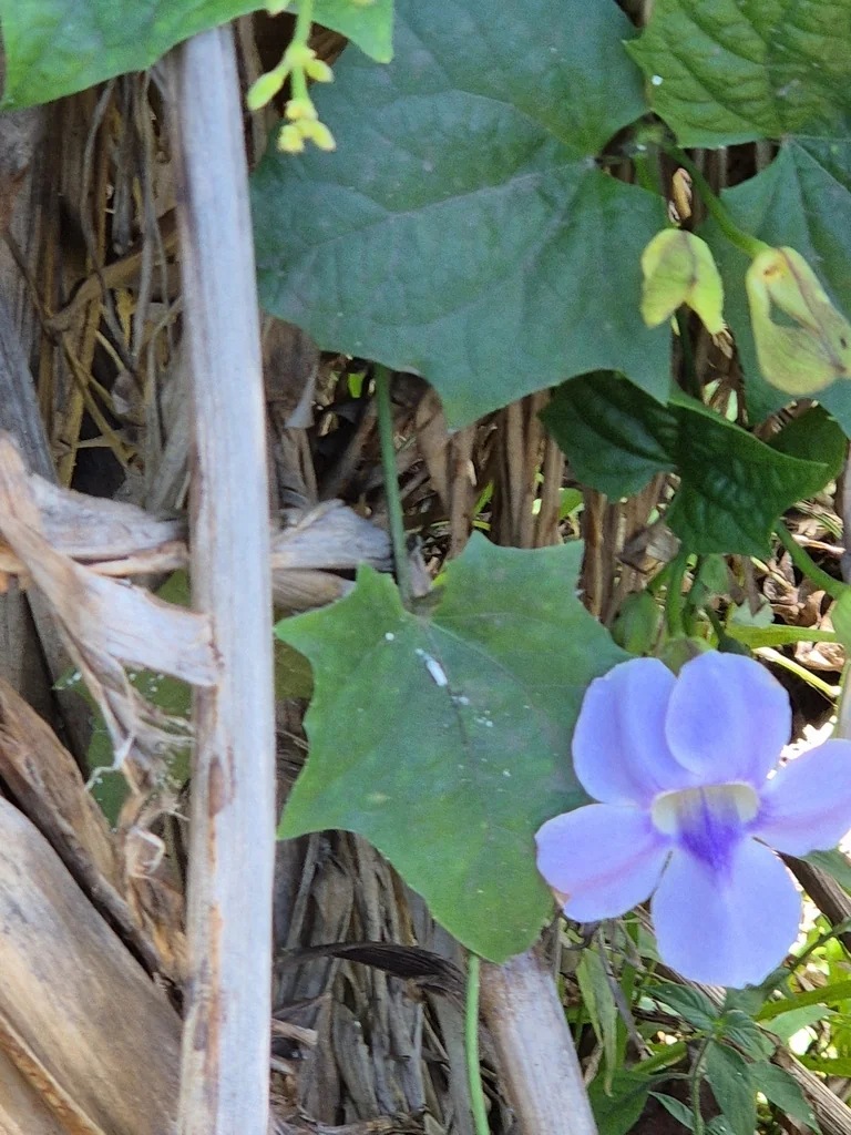 Thunbergia Grandiflora