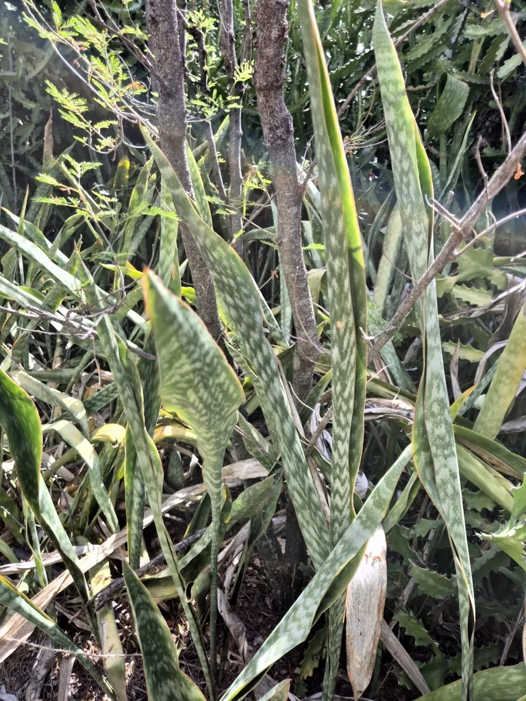 Sansevieria Trifasciata