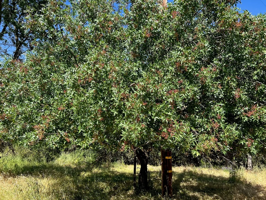 Pistacia Atlantica