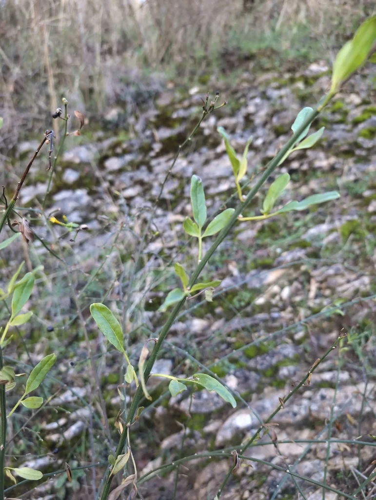 Jasminum Humile