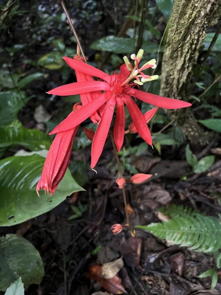 Passiflora Vitifolia