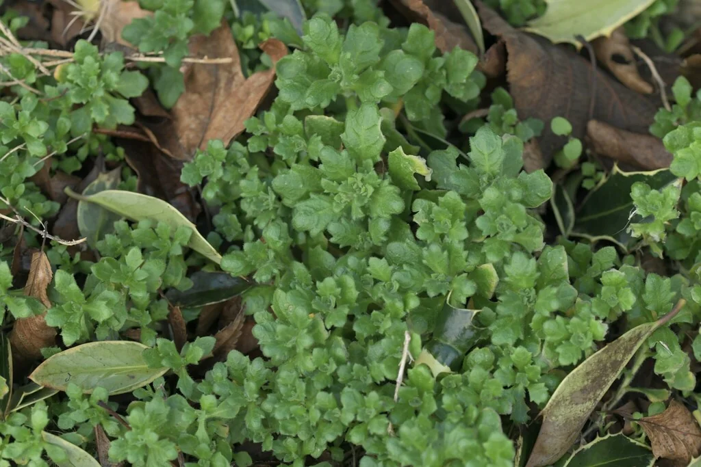 Aubrieta Deltoidea