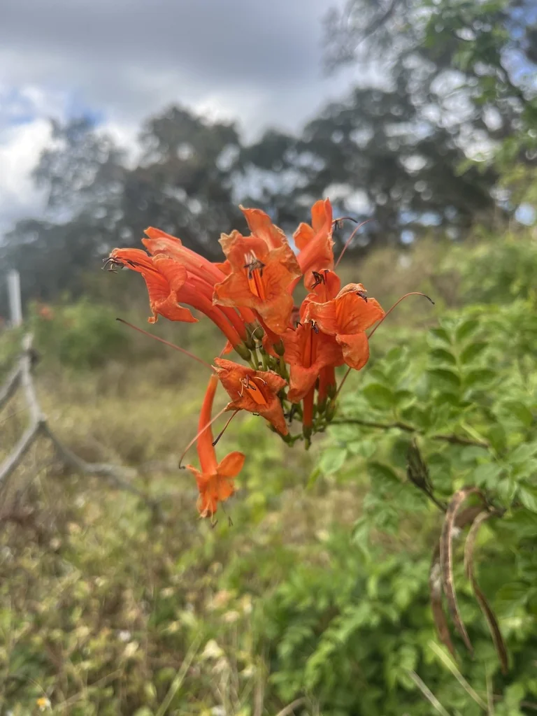 Tecoma Capensis