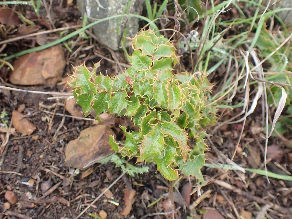 Berberis Pinnata