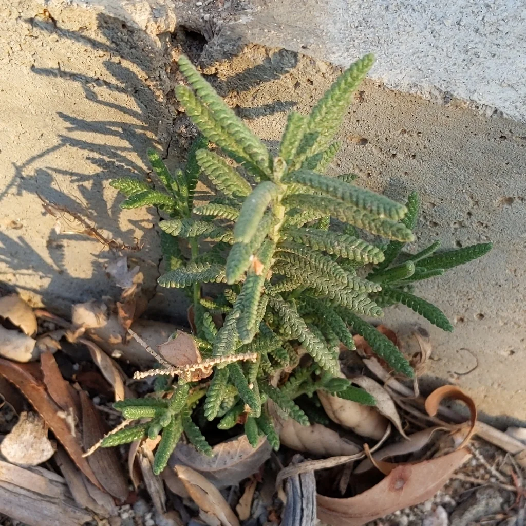 Lavandula Dentata