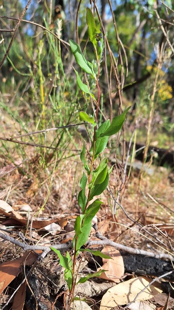 Sollya Heterophylla