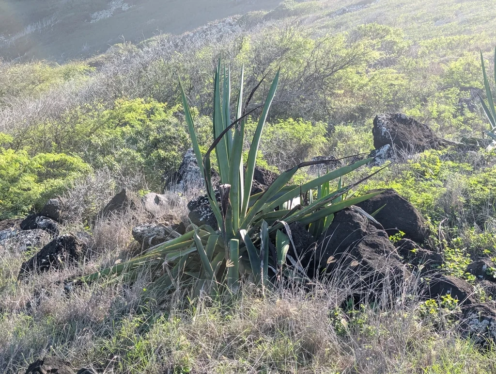 Agave Sisalana