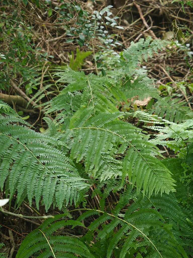 Microlepia Strigosa