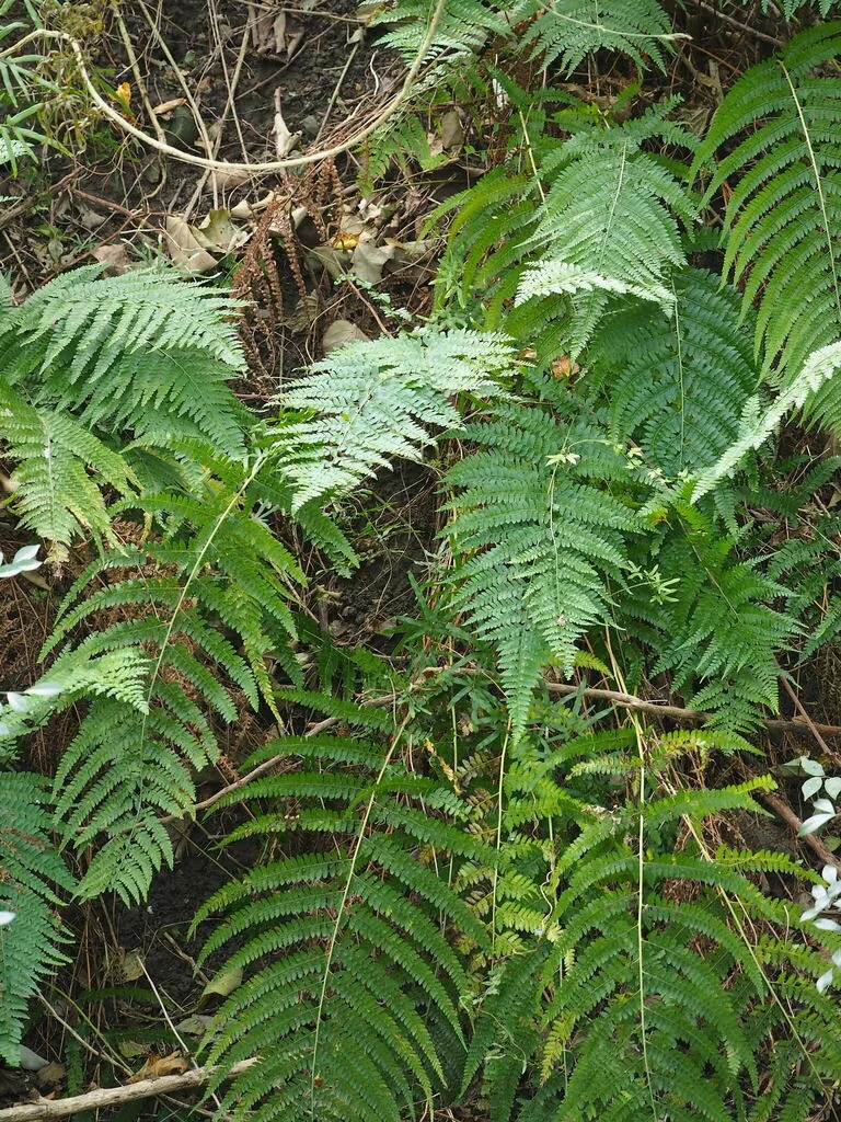 Microlepia Strigosa