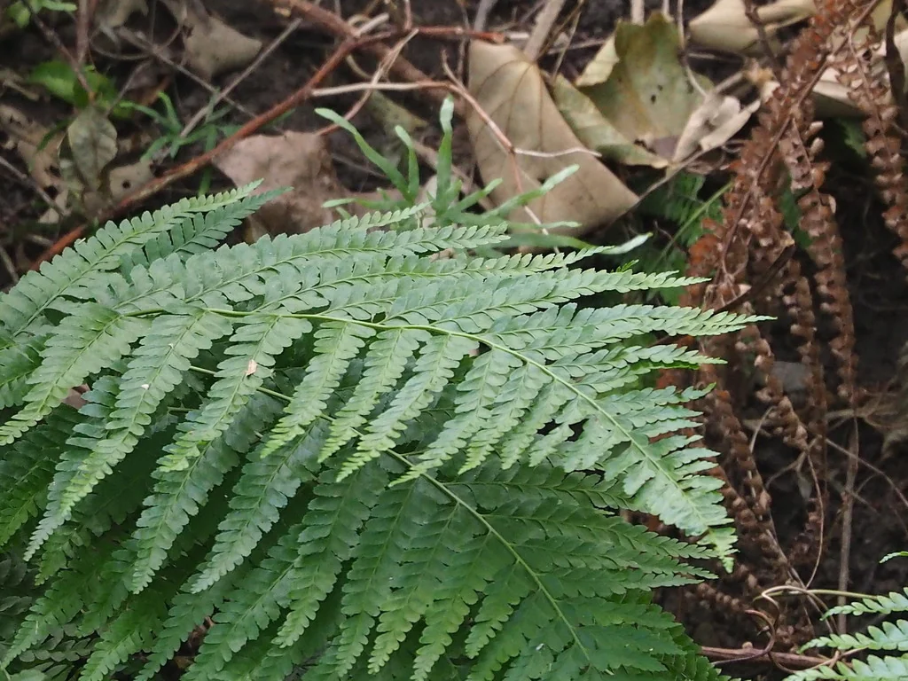 Microlepia Strigosa