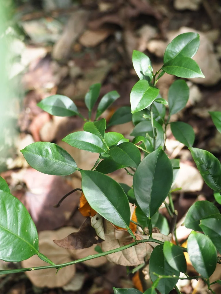 Citrus Maxima