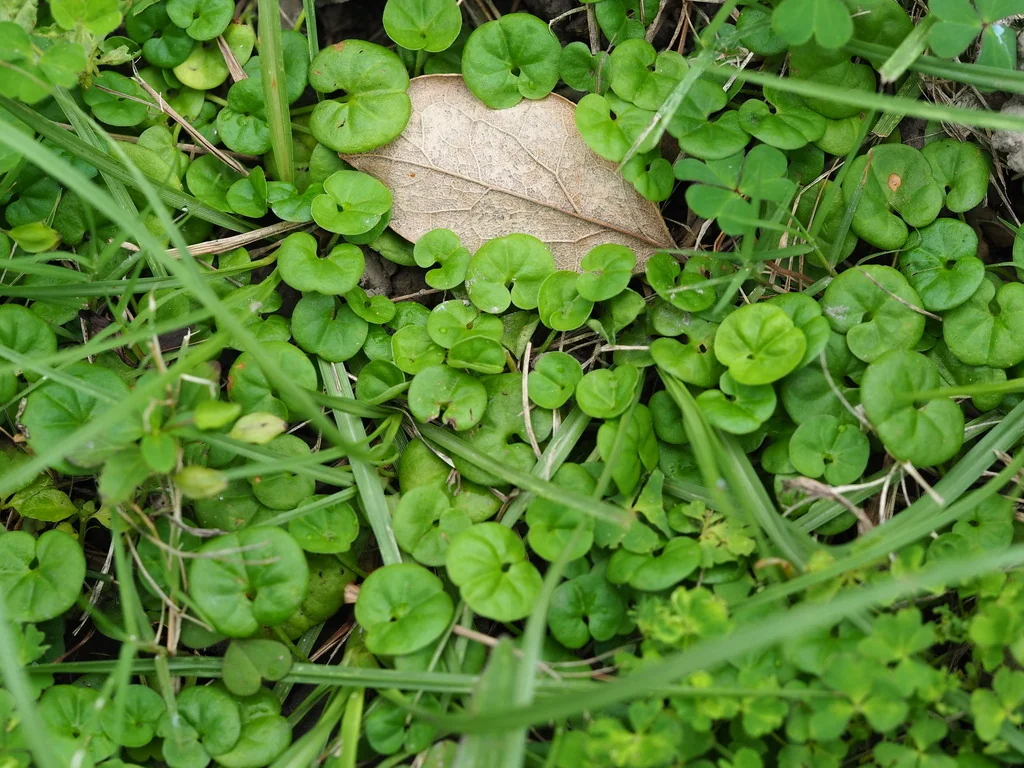 Dichondra Micrantha