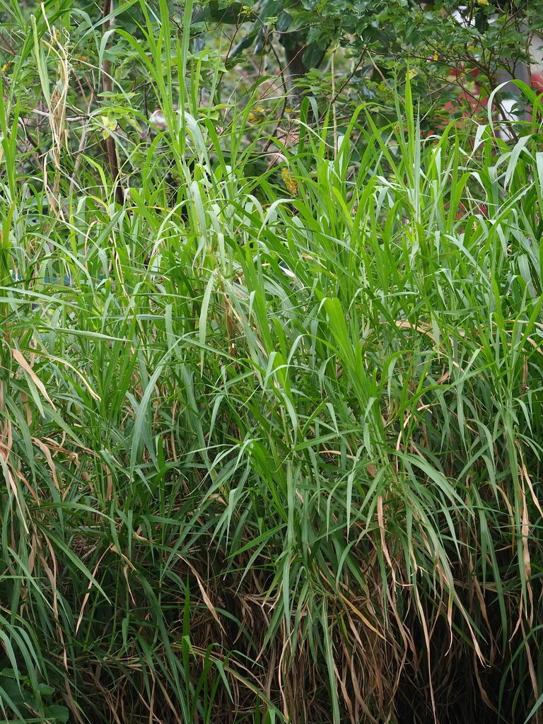 Pennisetum Purpureum