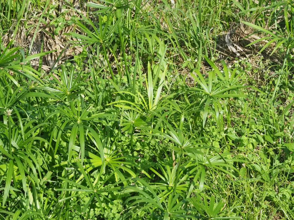 Cyperus involucratus