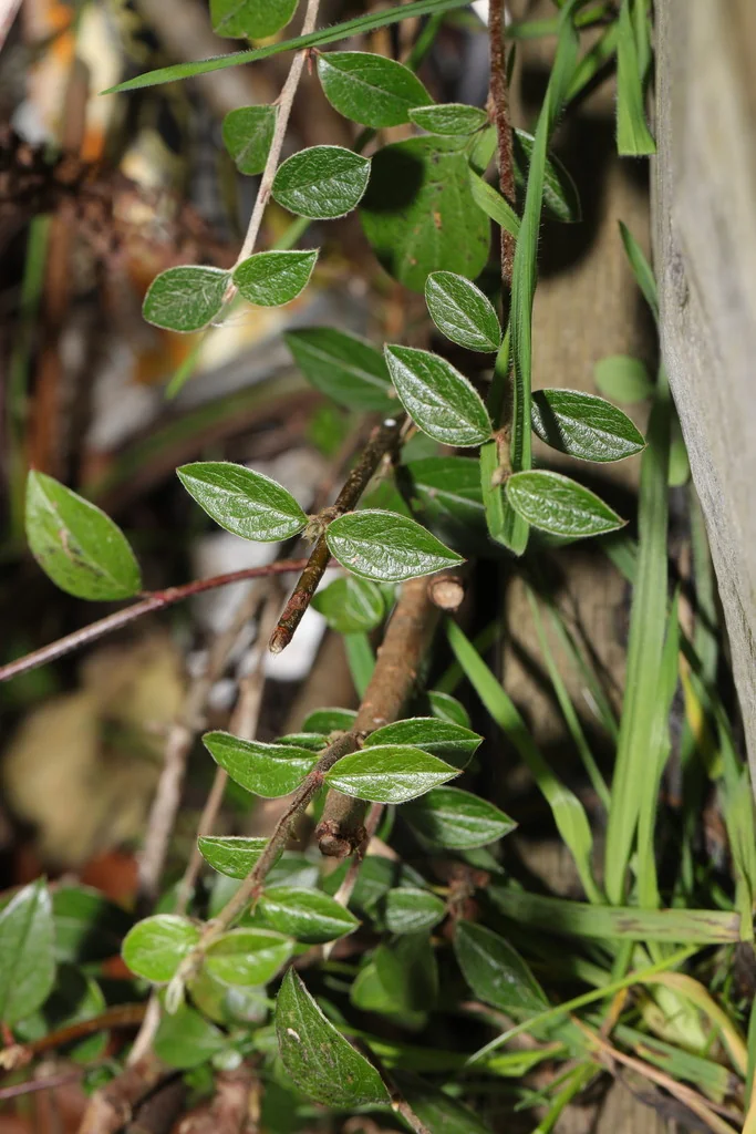Cotoneaster Franchetii
