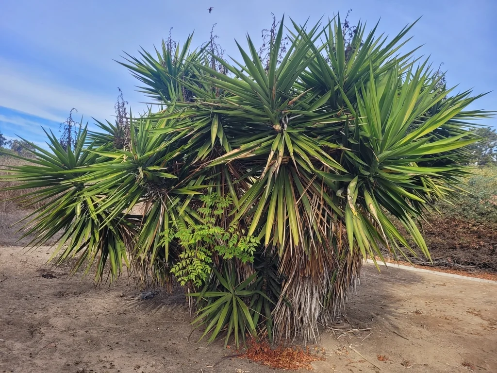 Yucca Elephantipes