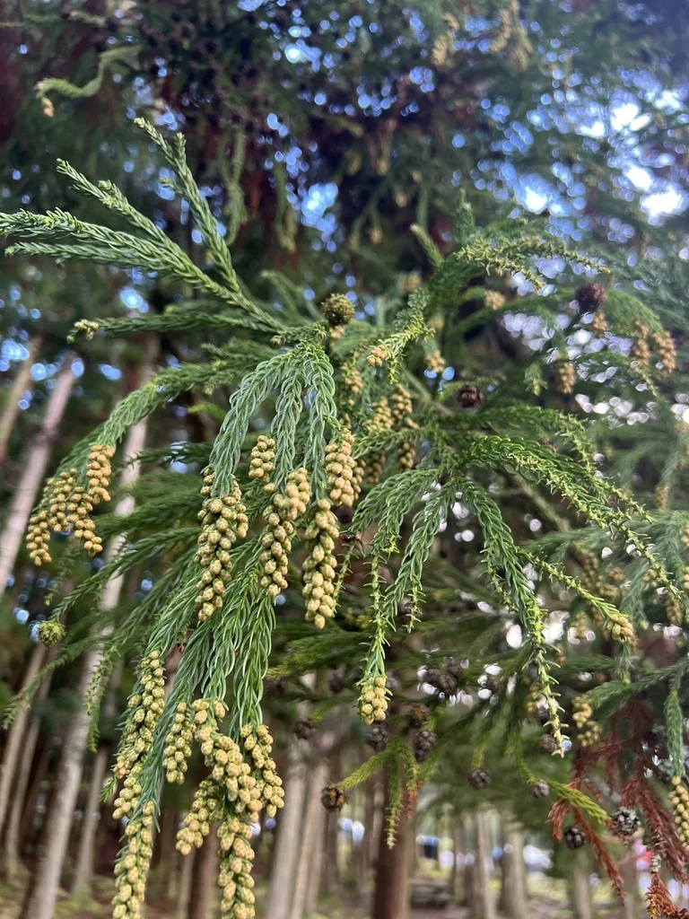 Cryptomeria Japonica