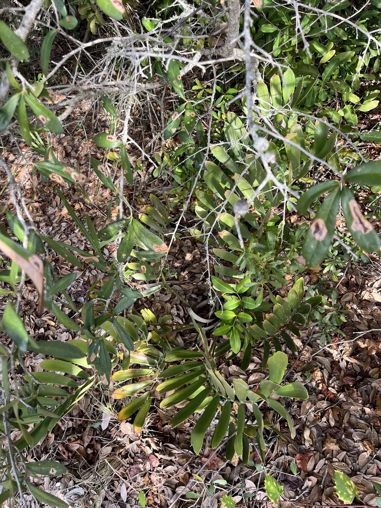 Zamia Furfuracea