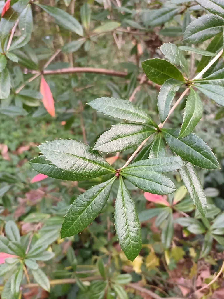 Berberis Julianae