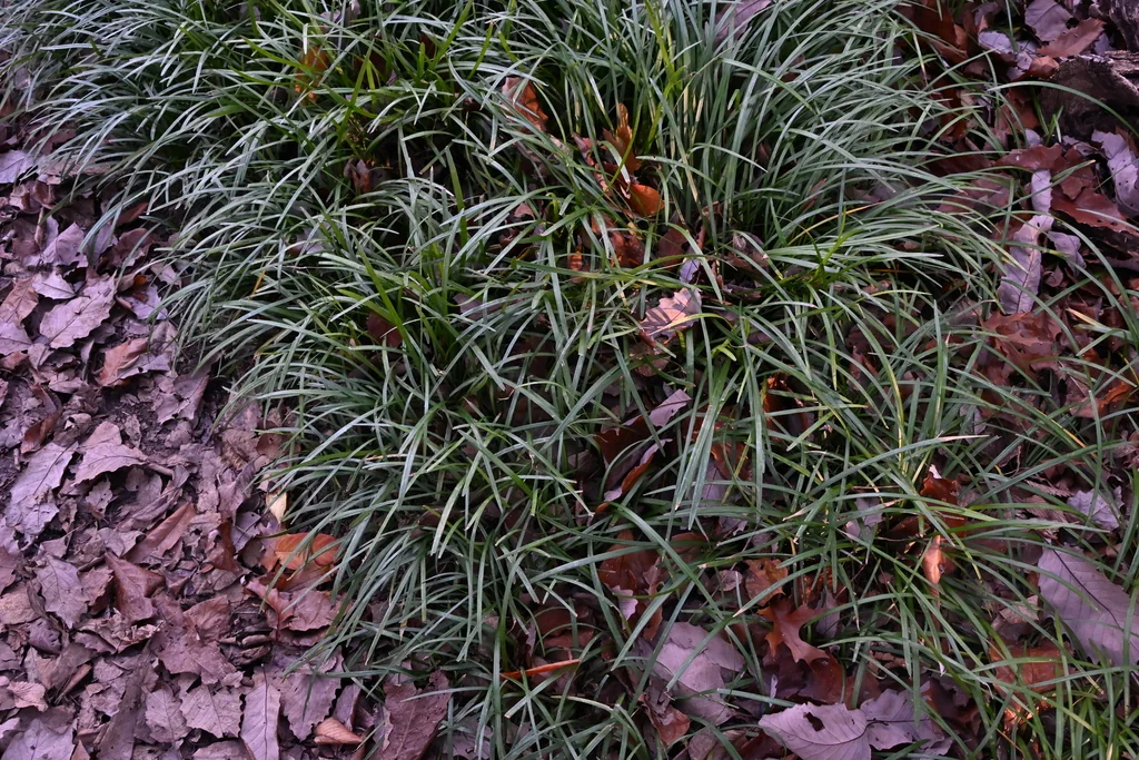 Liriope Muscari