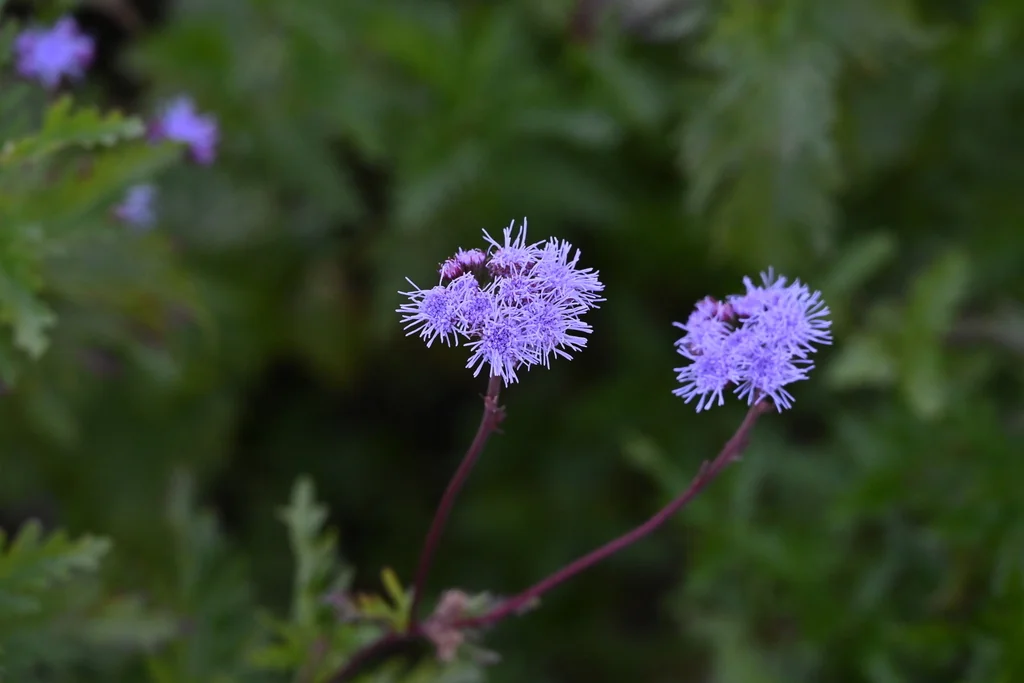 Conoclinium Greggii