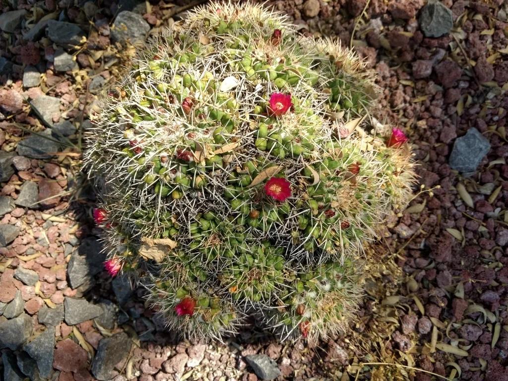 Mammillaria Compressa