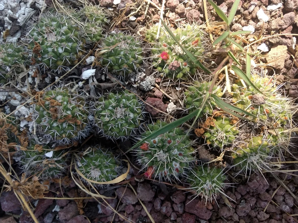 Mammillaria Compressa