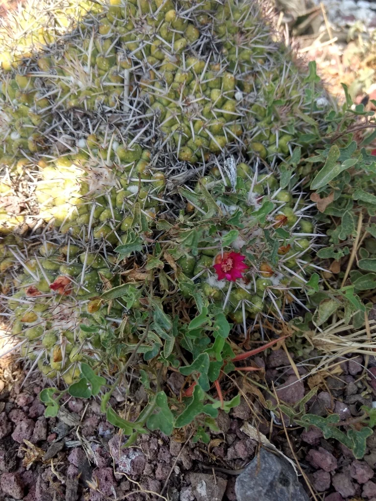 Mammillaria Compressa