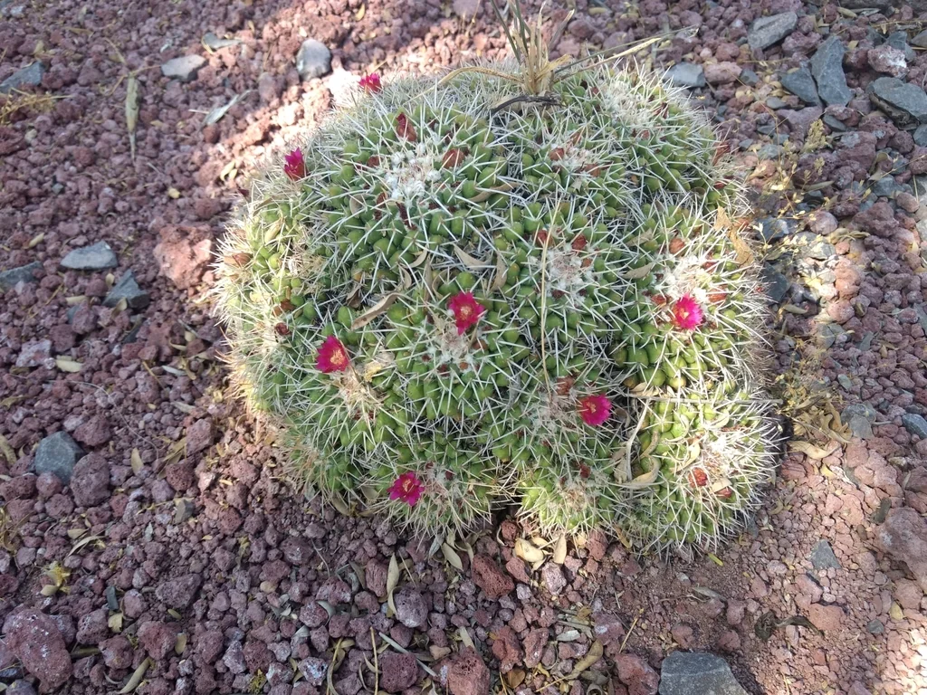 Mammillaria Compressa