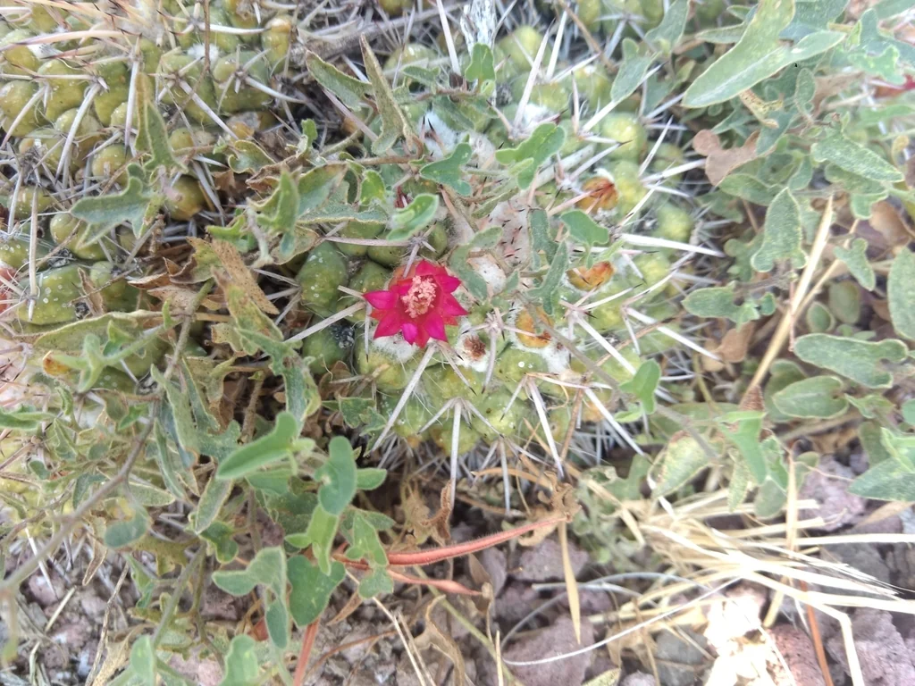 Mammillaria Compressa