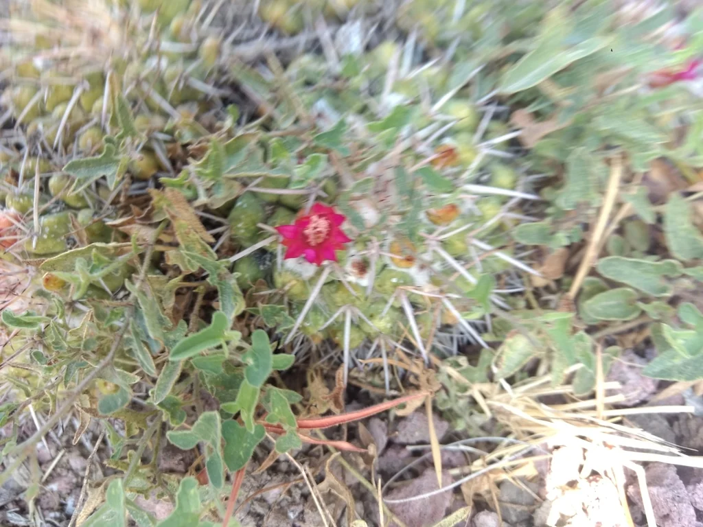 Mammillaria Compressa