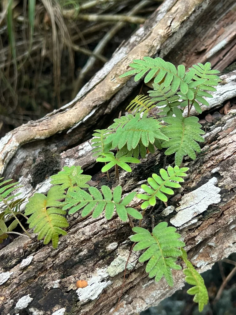 Pleopeltis polypodioides
