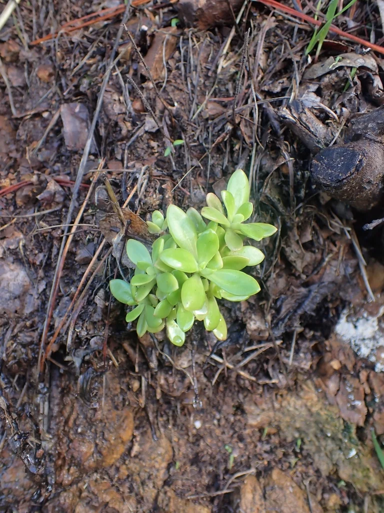 Sedum Praealtum