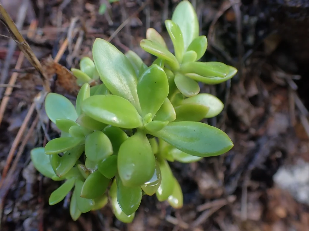 Sedum Praealtum