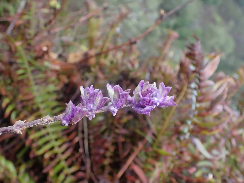 Salvia Leucantha