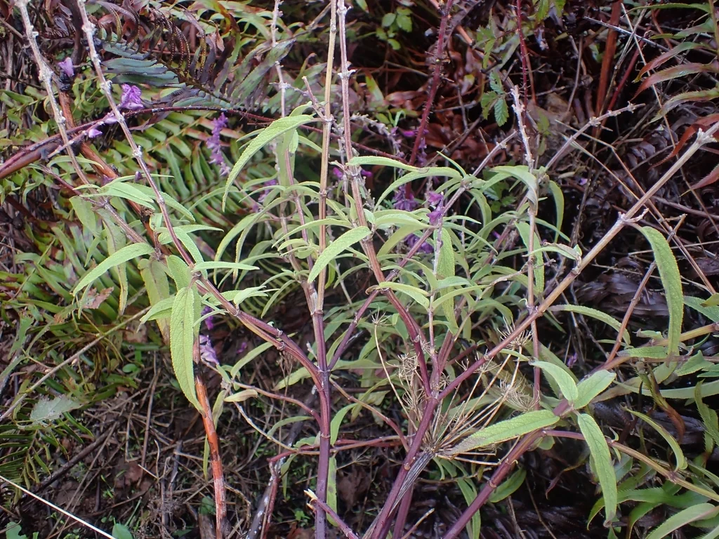 Salvia Leucantha
