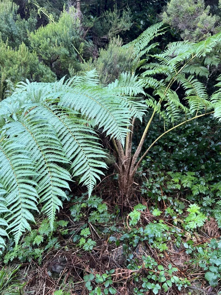 Cyathea cooperi
