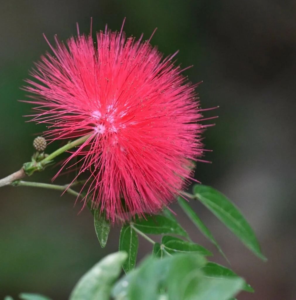 Calliandra Haematocephala