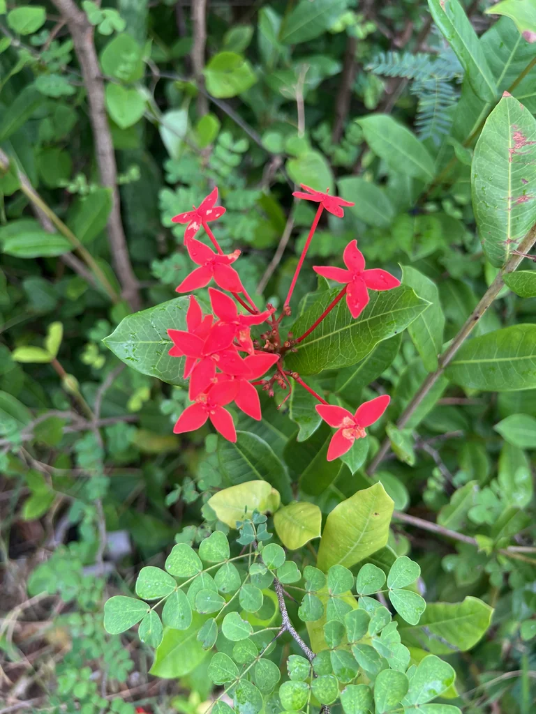 Ixora Coccinea