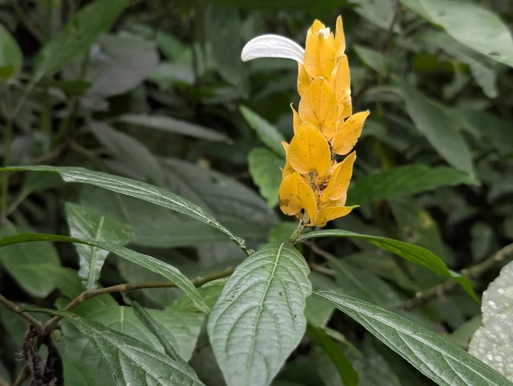 Pachystachys Lutea