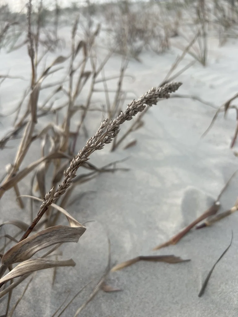 Panicum Amarum